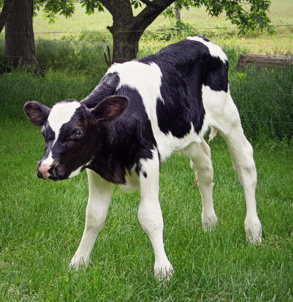 Cima Breeding vi aiuta a crescere bene i vitelli