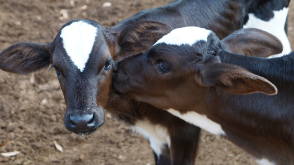 Come gestire una vitellaia